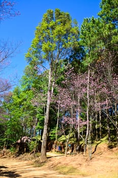 Colorful trees in the forest in autumn, In the deep forest of northern Thailand.