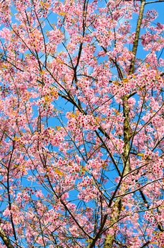 pink flowers in the forests of northern Thailand.