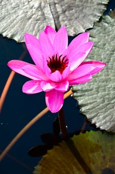 lotus in pond