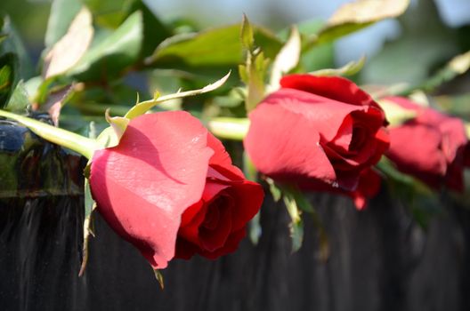 Red rose placed on the pond overflow to commemorate loved ones.