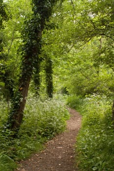 Footpath between trees in summer