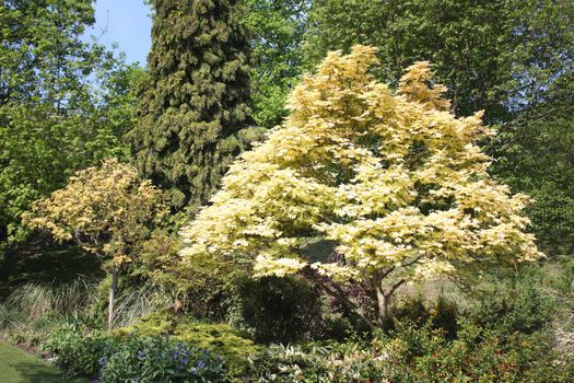 Different varieties of trees with new spring foliage.