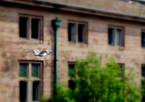 a bird flying by the building