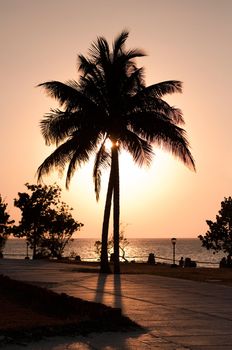 Silhouette of palmtree at sunset with Caribbean Sea in the background. Contre-jour shot. Guardalavaca, Cuba.