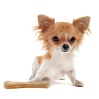 portrait of a cute purebred  puppy chihuahua with bone in front of white background