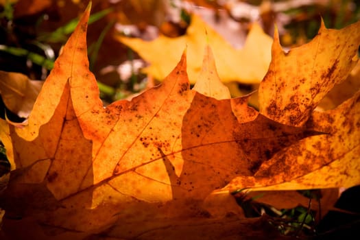 autumn leaves in the morning light