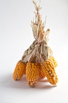 Corn on the cob in the associated bundle photographed against a white background