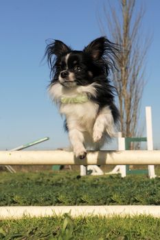 portrait of a cute purebred chihuahua in a training of agility