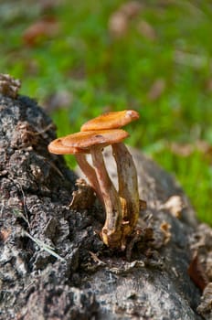 Mushrooms growing on a stump (honey agaric) of the clearing in the woods