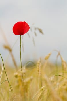 red poppy in a barley field