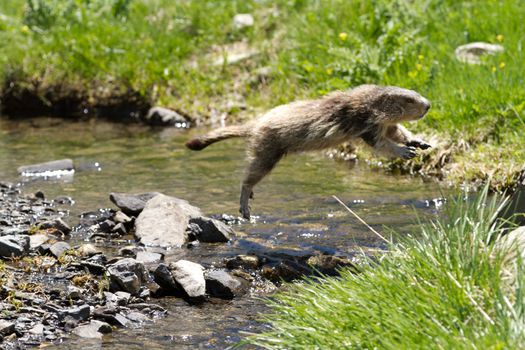 marmot in the alps jumping over a river