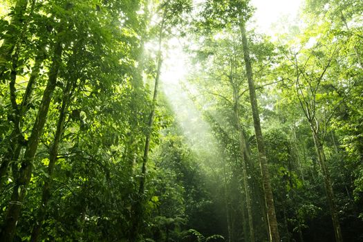 Sunbeam shine thru the tropical green forest