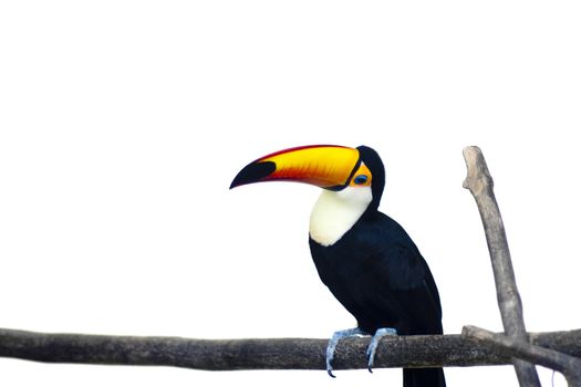 A beautiful portrait of a toucan against a white background.