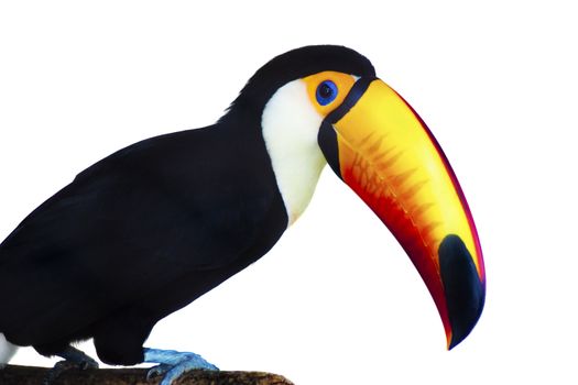 A beautiful portrait of a toucan against a white background.