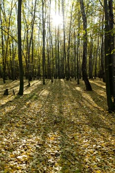 forest in autumn full of yellow and orange leafs on the ground