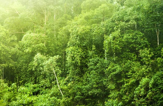 Tropical forest in morning mist, Malaysia, Asia.