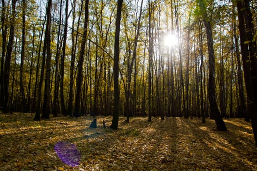 forest in autumn full of yellow and orange leafs on the ground