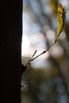 some single leaf on the tree on autumn time