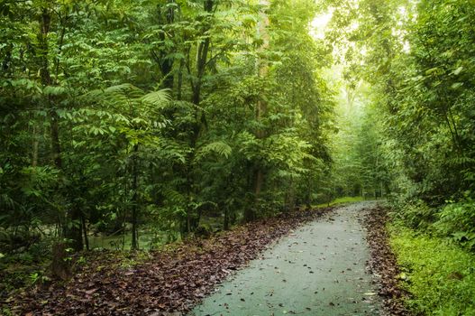 Path heading to deep tropical rainforest. Selangor state, Malaysia, Asia.