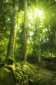 Green forest with ray of light.