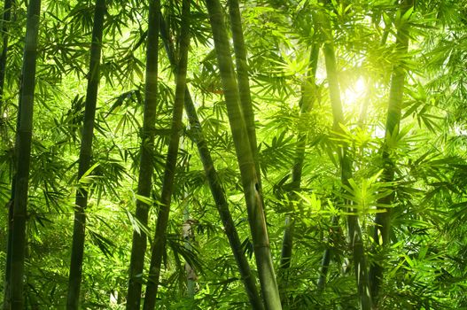 Asian Bamboo forest with morning sunlight. 