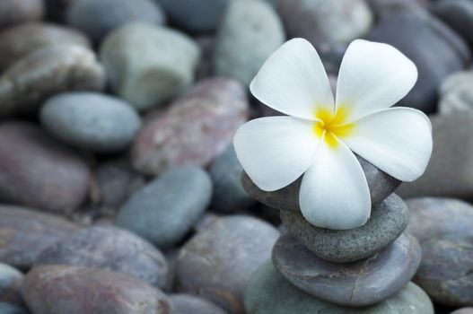 Close up white frangipani and therapy stones