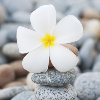 White frangipani and therapy stones