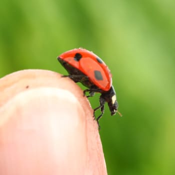 ladybug on finger green grass background