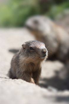 baby marmot and mother