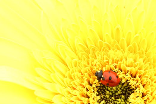 ladybug on yellow flower isolated on white background