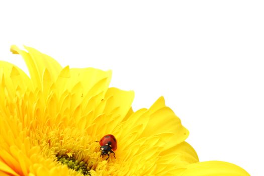 ladybug on yellow flower isolated on white background