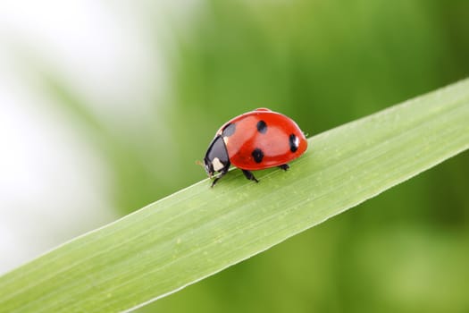 ladybug on grass green on background
