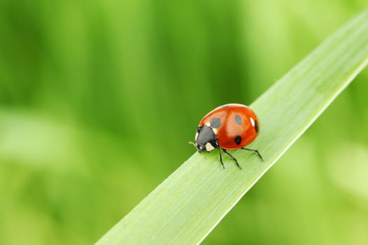 ladybug on grass green on background
