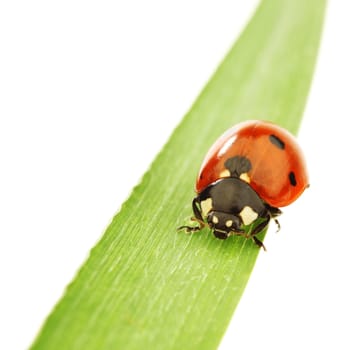 ladybug on green grass isolated white background