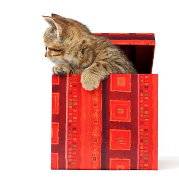 cat in gift box isolated on white background