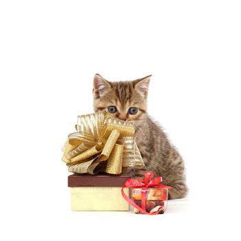 cat and gift isolated on white background