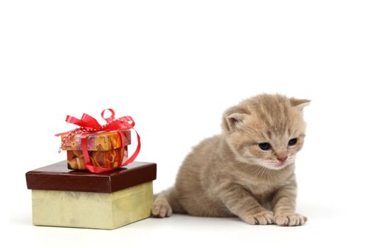cat and gift isolated on white background