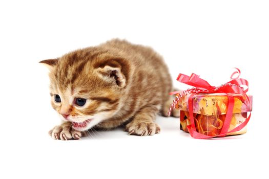 cat and gift isolated on white background