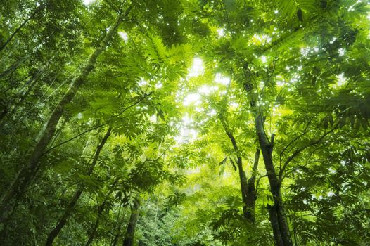 Sunbeam shine thru the green forest