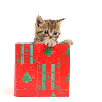 cat in gift box isolated on white background