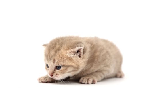 cat isolated on white background