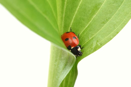 ladybug on leaf isolated on white