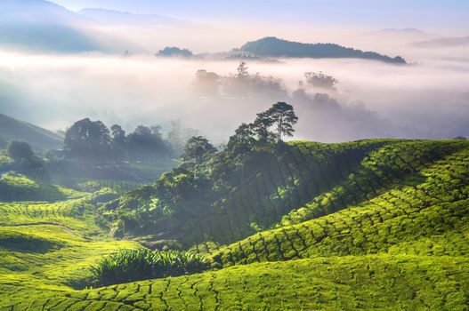 Tea Plantations at Cameron Highlands Malaysia. Sunrise in early morning with fog.