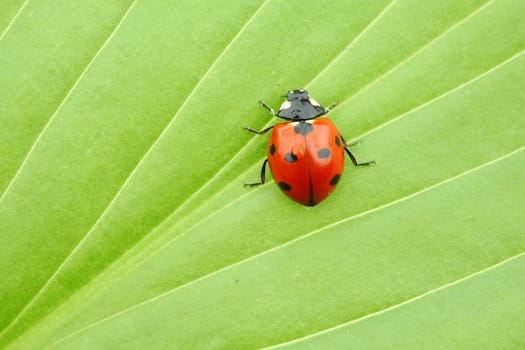 ladybug on big green leaf