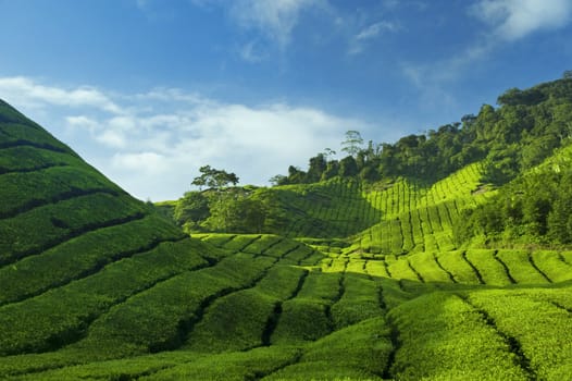 Tea Plantations at Cameron Highlands Malaysia, Asia.