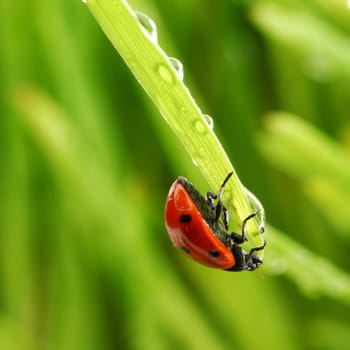 ladybug on grass in water drops