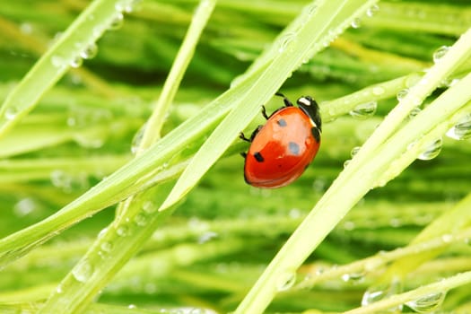ladybug on grass in water drops