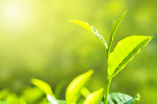 Tea Leaf with Plantation in the Background (Morning)