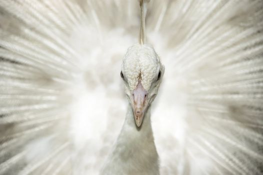 A white male peacock is displaying feather