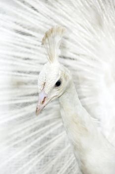 A male white peacock displaying it feather